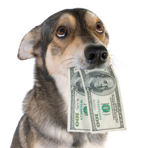 dog with cash