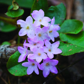 Small Animal Veterinary Clinic for Sale in Eastern Massachusetts at  for 